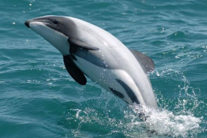 Dolphin hector - przedstawiciel małej populacji waleta Dolphin hector - przedstawiciel małej populacji waleta